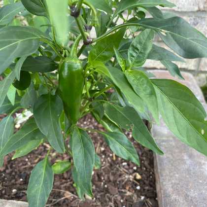healthy boi jalapenos