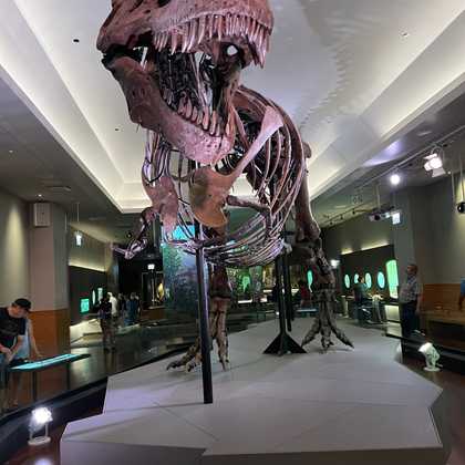fun at the field museum